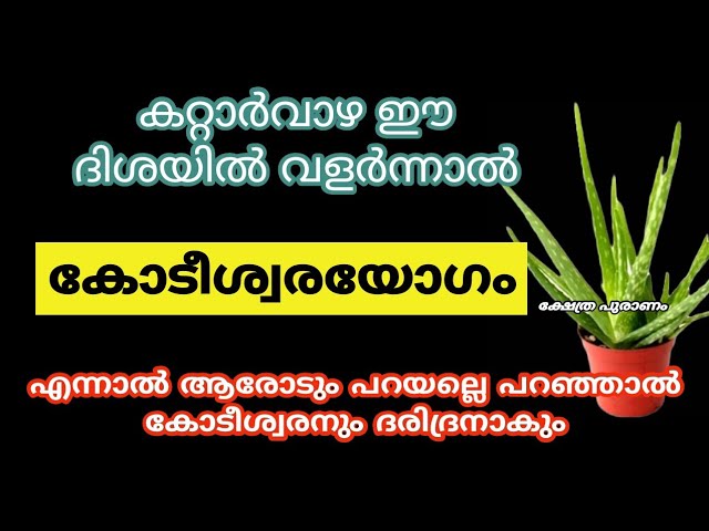 ഈ 6 തെറ്റ് വീട്ടിൽ കറ്റാർവാഴയുള്ളപ്പോൾ ചെയ്താൽ ഭാഗ്യം നഷ്ടമാകും…