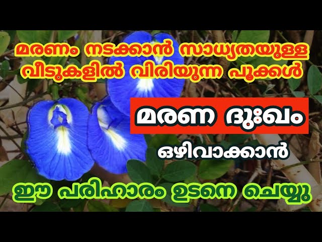 വീടുകളിൽ മരണം നടക്കാൻ സാധ്യതയുള്ളപ്പോൾ വിരിയുന്ന പൂക്കൾ..