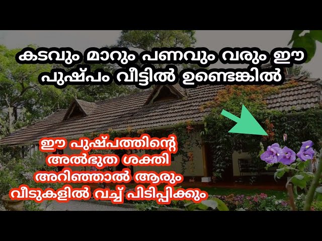 വച്ചടി വച്ചടി കയറ്റം വീട്ടിൽ ഈ പുഷ്പം ഉണ്ടെങ്കിൽ… നിങ്ങളെ തേടി സർവ്വ സൗഭാഗ്യങ്ങളും വരും..