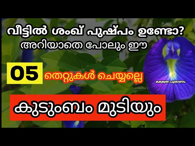 വീട്ടിൽ ശംഖ് പുഷ്പം ഭാഗ്യം നഷ്ടമാകും  ഉള്ളവർ ഈ 6 തെറ്റ് ചെയ്യല്ലെ