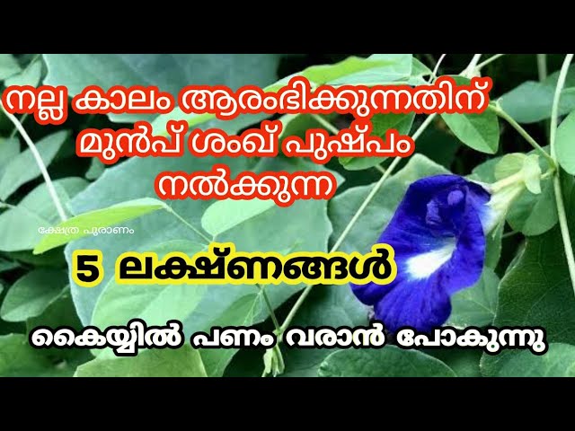 ശംഖ് പുഷ്പം ഈ ലക്ഷണങ്ങൾ കാണിക്കുന്നുണ്ടെങ്കിൽ, നിങ്ങളുടെ കയ്യിൽ പണം നിറയാൻ പോകുന്നു