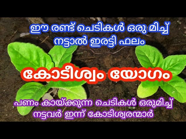 ഇവ രണ്ടും ഒരുമിച്ച് നട്ടാൽ, പണം കായ്ക്കുന്നത് കാണാം, ജിവിതത്തിൽ സൗഭാഗ്യം തേടി വരും