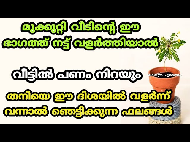 വീടിൻ്റെ ഈ ഭാഗത്ത്‌ മുക്കുറ്റി നട്ട് വളർത്തു, സൗഭാഗ്യങ്ങൾ തേടി വരുന്നത് കാണാം