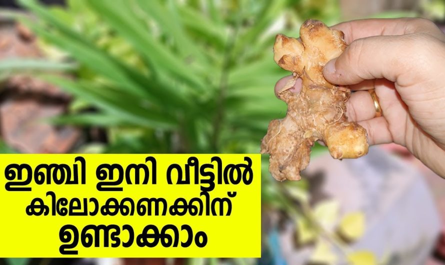 ഇനി വീട്ടിൽ ഇഞ്ചി കിലോക്കണക്കിന് ഉണ്ടാക്കാം