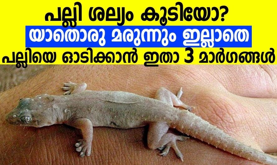 പല്ലി ശല്യം കൂടിയോ? ഇതാ പല്ലിയെ ഓടിക്കാൻ 3 മാർഗങ്ങൾ, യാതൊരു മരുന്നും ഇല്ലാതെ