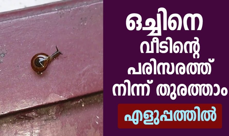 5 പൈസ ചിലവില്ലാതെ, ഒച്ചിനെ വീടിന്റെ പരിസരത്ത് നിന്ന് മാറ്റി നിർത്താം