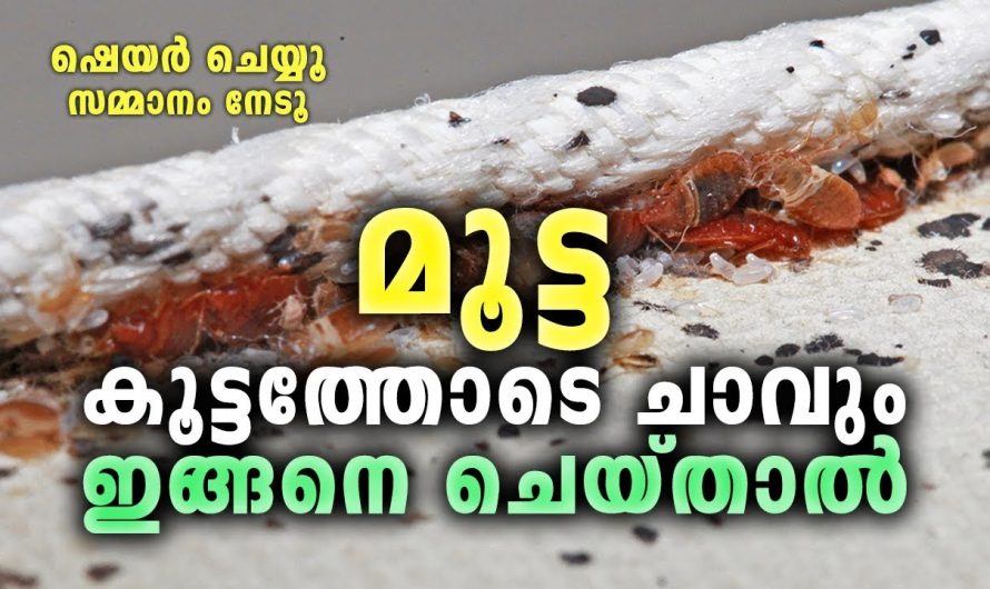 ഇങ്ങനെ ചെയ്‌താൽ മൂട്ട കൂട്ടത്തോടെ ചാ.വും, ഇതിലും നല്ലമാർഗം വേറെ ഇല്ലാ