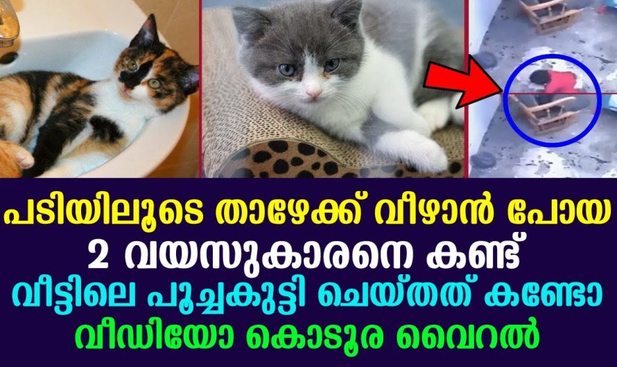 വീട്ടിലെ പൂച്ചകുട്ടി പടിയിലൂടെ താഴേക്ക് വീഴാൻ പോയ 2 വയസുകാരനെ കണ്ട് ചെയ്തത് കണ്ടോ?