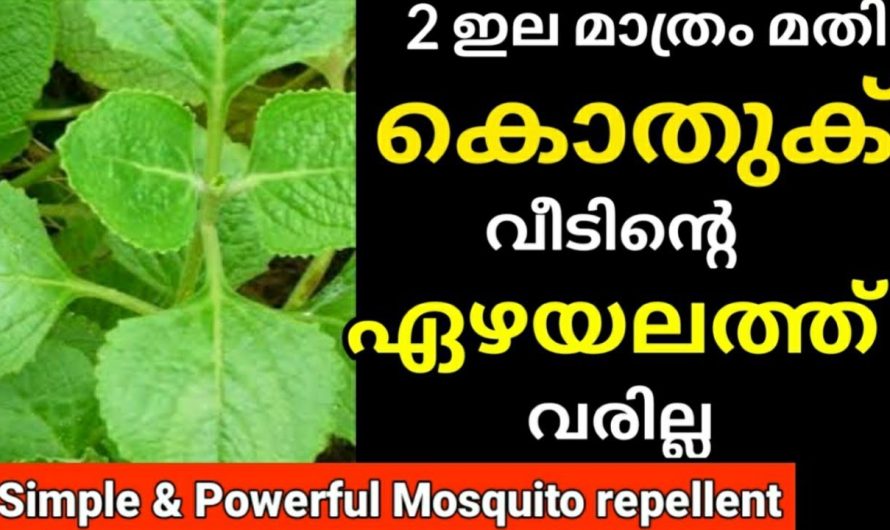 വീടിന്റെ ഏഴയലത്തു, രണ്ട് ഇലകൾ മാത്രം മതി കൊതുക് വരില്ല