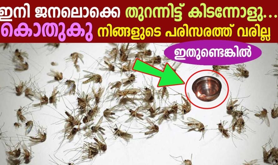 കിടന്നോളു ഇനി ജനലൊക്കെ തുറന്നിട്ട്‌…. നിങ്ങളുടെ പരിസരത്ത് വരില്ല കൊതുകു ഇതുണ്ടെങ്കിൽ