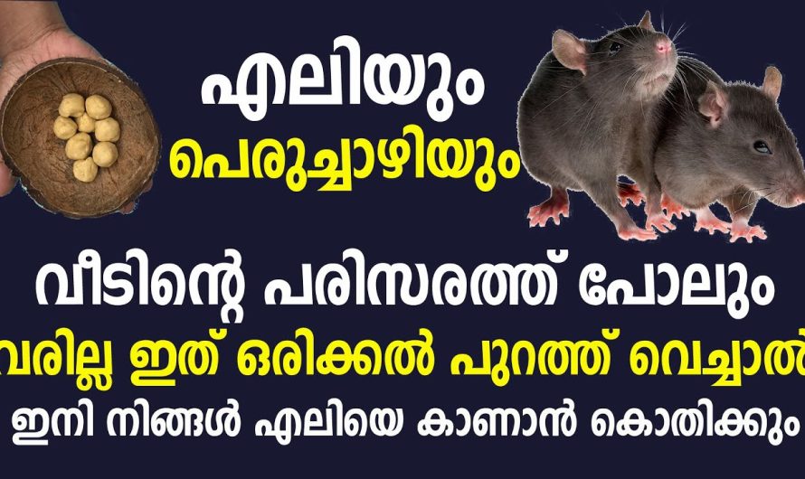 ഇത് ഒരു തവണ ചെയ്‌താല്‍, പിന്നെ എലി വീട്ടിലല്ല നിങ്ങളുടെ നാട്ടില്‍ പോലും വരില്ല