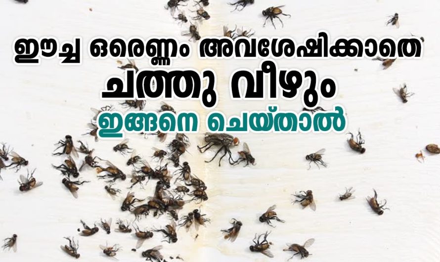 ഇങ്ങനെ ചെയ്‌താൽ ഒരെണ്ണം ഈച്ച അവശേഷിക്കാതെ ച.ത്തുവീഴും