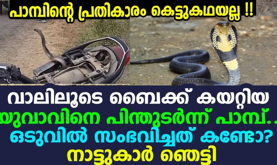 രണ്ടുകിലോമീറ്റര്‍ ഇഴഞ്ഞ പാമ്പ് നോവിച്ചവനെ തേടി, ഞെട്ടിക്കുന്ന അനുഭവവുമായി യുവാവ്