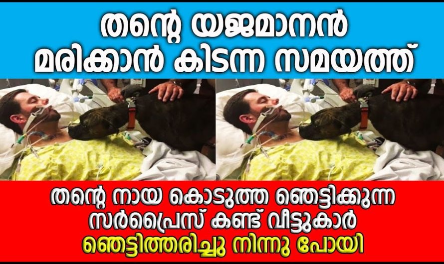 മരിക്കാൻ തന്റെ യജമാനൻ കിടന്ന സമയത്ത്, നായ കൊടുത്ത ഞെട്ടിക്കുന്ന സർപ്രൈസ് കണ്ടോ…