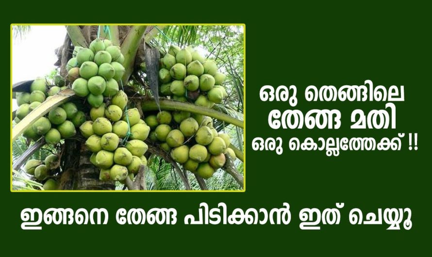 ഒരു കൊല്ലത്തേക്ക് ഒരു തെങ്ങിലെ തേങ്ങ മതി, ഇങ്ങനെ തേങ്ങ പിടിക്കാൻ ഇത് ചെയ്യൂ