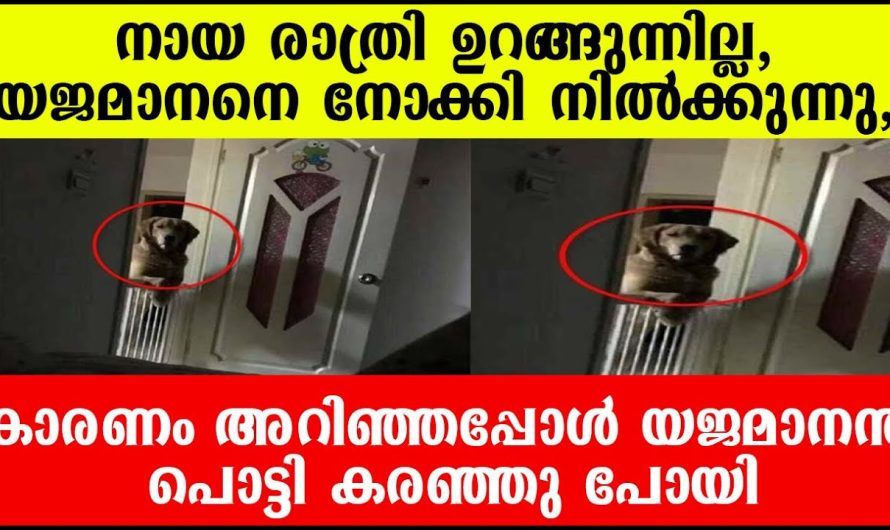 യജമാനനെ നോക്കി നിൽക്കുന്നു നായ രാത്രി ഉറങ്ങുന്നില്ല, ,കാരണം കേട്ടപ്പോൾ യജമാനൻ പൊട്ടി കരഞ്ഞു പോയി