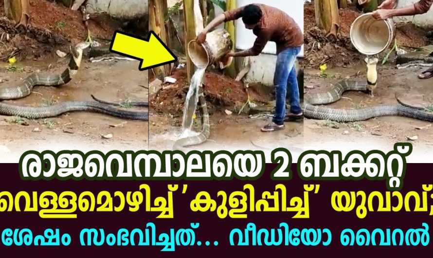 2 ബക്കറ്റ് വെള്ളമൊഴിച്ച്‌ രാജവെമ്ബാലയെ ‘കുളിപ്പിച്ച്‌’ യുവാവ്, വീഡിയോ വൈറല്‍