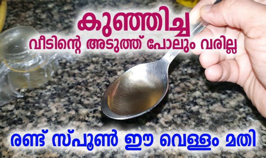 കുഞ്ഞിച്ച വീടിന്റെ അടുത്ത് പോലും വരില്ല, രണ്ട് സ്പൂൺ ഈ വെള്ളം മതി