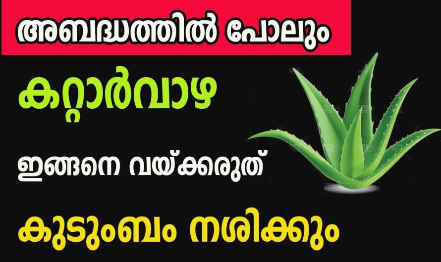 സൗഭാഗ്യം തേടി എത്തും കറ്റാർവാഴ, വീട്ടിൽ ഇങ്ങനെ വച്ച് നോക്കു മാറ്റം ഉണ്ടാക്കും