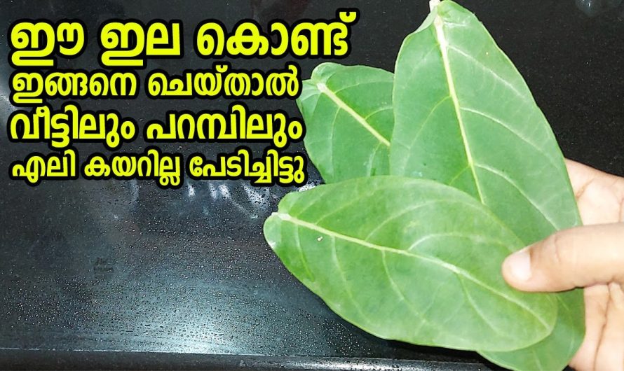 വീട്ടിലും പറമ്പിലും എലി കയറില്ല പേടിച്ചിട്ടു, ഈ ഇല കൊണ്ട് ഇങ്ങനെ ചെയ്‌താൽ മതി