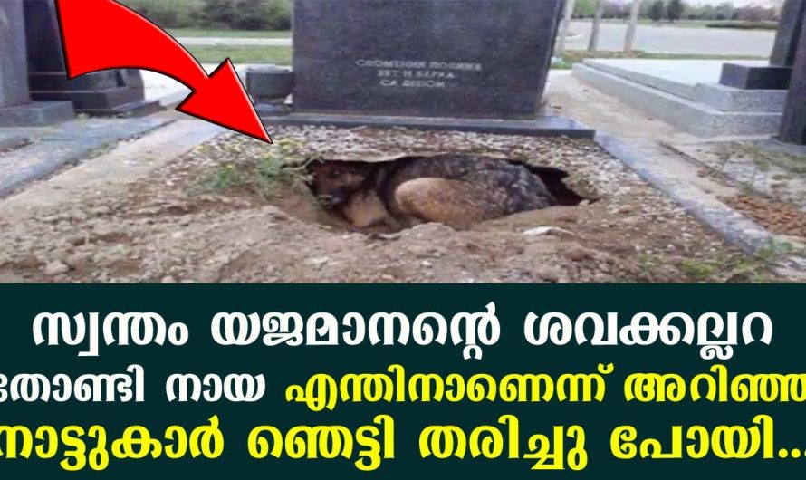 നായ എന്തിനാണെന്ന് സ്വന്തം യജമാനന്റെ ശവക്കല്ലറ തോണ്ടി, ഞെട്ടി തരിച്ചു പോയി അറിഞ്ഞ നാട്ടുകാർ