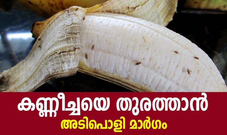 തുരത്താൻ അടിപൊളി മാർഗം ഇതിലും നല്ല മാർഗ്ഗമില്ല കണ്ണീച്ചയെ തുരുത്താനായിട്ട്