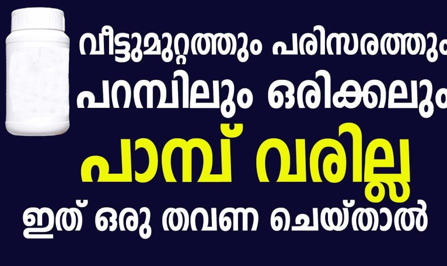 ഒരിക്കല്‍പോലും പാമ്പുകള്‍ വീട്ടിലും പരിസരത്തും വരില്ല, ഒരു തവണ ചെയ്താൽ മതി