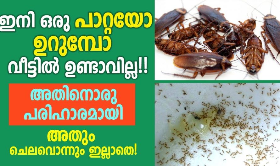 വീട്ടിൽ ഇനി ഒരു പാറ്റയോ ഉറുമ്പോ ഉണ്ടാവില്ല,അതും ചെലവൊന്നും ഇല്ലാതെ അതിനൊരു പരിഹാരമായി