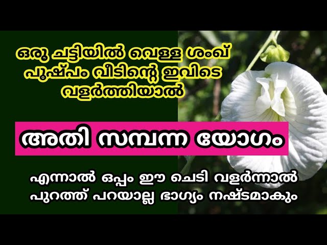 വീടിൻ്റെ ഈ ഭാഗത്ത്‌ ഒരു ചട്ടിയിൽ വെള്ള ശംഖ് പുഷ്പം  വളർത്തിയാൽ, വന്നു ചേരുന്നത് അതിസമ്പന്നയോഗം