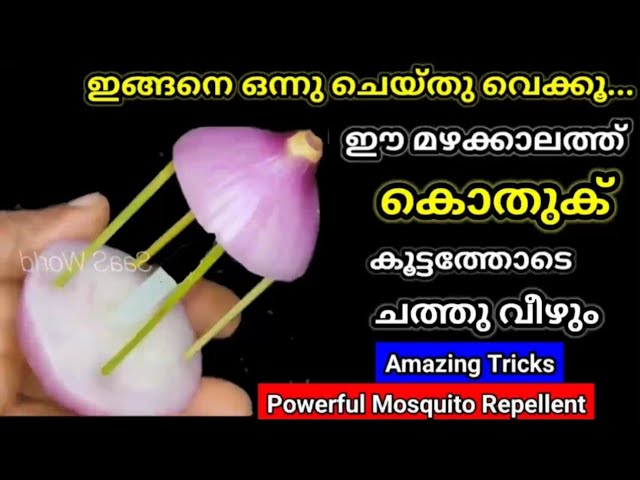 കൂട്ടത്തോടെ പറപറക്കും മഴക്കാലത്തെ പൊടി കൊതുകും ഈച്ചയും, മുടക്കില്ലാത്ത കിടിലൻ സൂത്രം