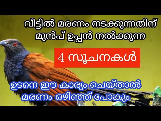 ഉപ്പൻ വീട്ടിൽ മരണം നടക്കുന്നതിന് മുൻപ് നൽക്കുന്ന സൂചനകൾ, ഇതിൽ ഒന്ന് കണ്ടാൽ രക്ഷപെട്ടു