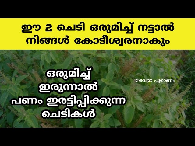 ഈ രണ്ടു ചെടികളും ഒരുമിച്ചു നട്ടാൽ മാത്രം മതി നിങ്ങളെ അത് കോടീശ്വരൻ ആക്കിമാറ്റും