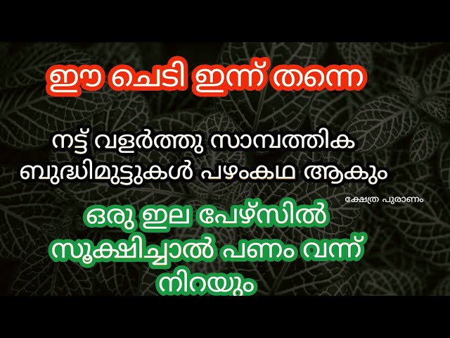 വീട്ടിൽ വന്ന് ചേരും, ഈ ഇല ഇട്ട് വിളക്ക് തെളിയിച്ചാൽ സർവ്വ സൗഭാഗ്യങ്ങളും!!!