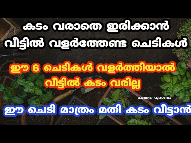 വീട്ടിൽ കടം വീട്ടാൻ  ഈ ചെടികൾ വളർത്തിയാൽ മതി, അറിയാതെ പോകല്ലേ