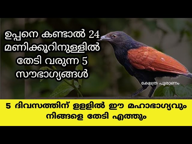 ഈ 5 സൗഭാഗ്യവുമായാണ്, ചെമ്പോത്ത് ഉപ്പൻ വീട്ടിൽ വരുന്നത്, 9 ദിവസത്തിനുള്ളിൽ നിങ്ങൾക്ക് വരാൻ പോകുന്നത് മഹാഭാഗ്യം