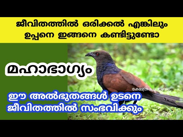 ഈശ്വരാനുഗ്രഹം ഉള്ള വീടുകളിൽ, ഉപ്പൻ നൽക്കുന്ന സൂചനകൾ, ഈ ലക്ഷണം കണ്ടാൽ പിന്നെ അങ്ങോട്ടു രാജയോഗം വന്നു ചേരും