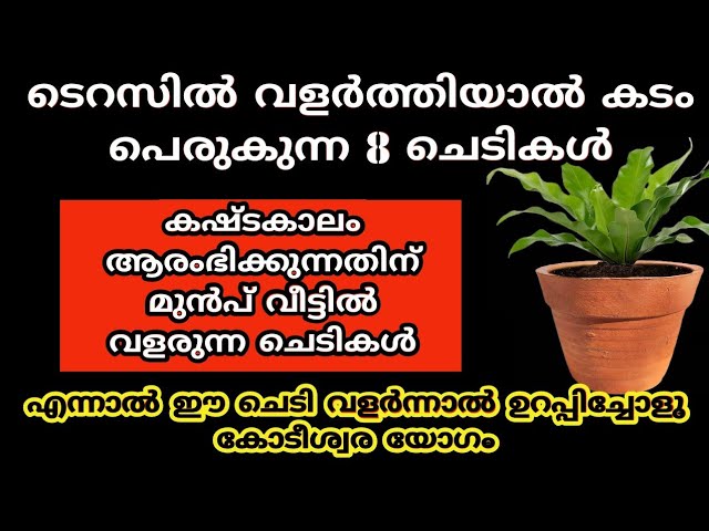 കഷ്ടകാലം വരുന്നതിനുമുമ്പ് വീട്ടിൽ വളരുന്ന ചെടികൾ, എന്നാൽ ഈ ചെടി വളർന്നാൽ കോടിശ്വരയോഗം