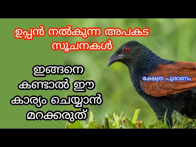 ഉപ്പൻ അപകടം സംഭവിക്കുന്നതിന് മുൻപ് മാത്രം നൽക്കുന്ന സൂചന, ഈ സൂചന കണ്ടാൽ സൂക്ഷിക്കുക