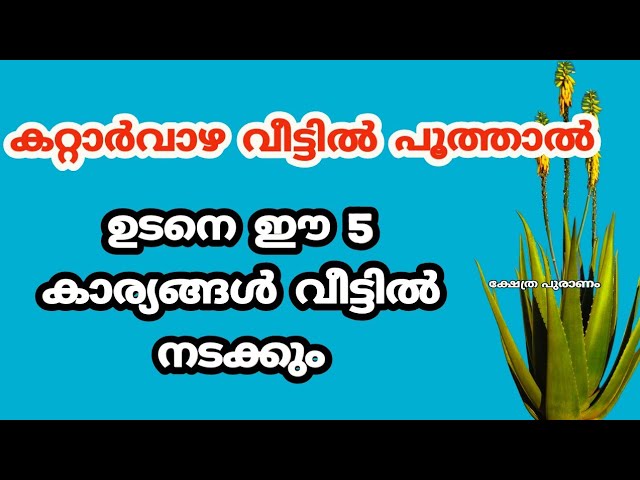 കറ്റാർവാഴ വീട്ടിൽ പൂത്താൽ എങ്കിൽ ഈ അഞ്ചു കാര്യങ്ങൾ ഉടനെ തന്നെ വീട്ടിൽ നടക്കും