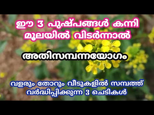 വീടുകളിൽ കന്നിമൂലയിൽ വളരും തോറും സമ്പത്ത് വർദ്ധിപ്പിക്കുന്ന 3 ചെടികൾ, ഇവയിൽ ഒന്ന് നട്ടാൽ ജീവിതം രക്ഷപ്പെട്ടു