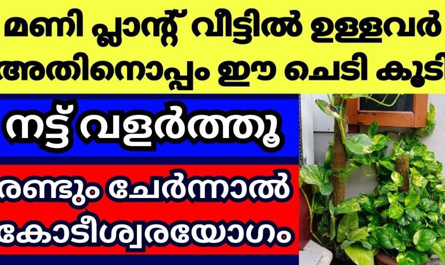 ഈ ചെടി കൂടി വീട്ടിൽ വളർത്തൂ മണി പ്ലാന്റ് വീട്ടിൽ വളർത്തുന്നവർ, രണ്ടും ചേർന്നാൽ മഹാഭാഗ്യം