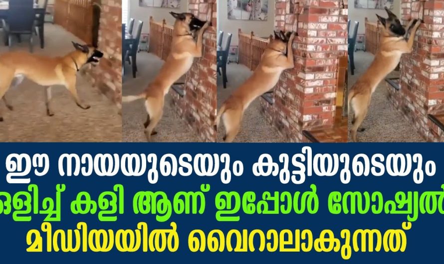 ഇപ്പോൾ സോഷ്യൽ മീഡിയയിൽ വൈറാലാകുന്നത്, ഈ കുട്ടിയുടെയും നായയുടെയും ഒളിച്ച് കളി ആണ് !!!!