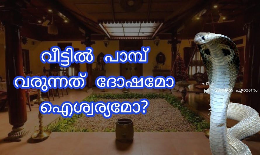 പാമ്പിനെ പരിസരത്തോ വീട്ടിലോ കണ്ടാലുള്ള ഫലങ്ങൾ… ഉടനെ തന്നെ ചെയ്യേണ്ട കാര്യങ്ങൾ