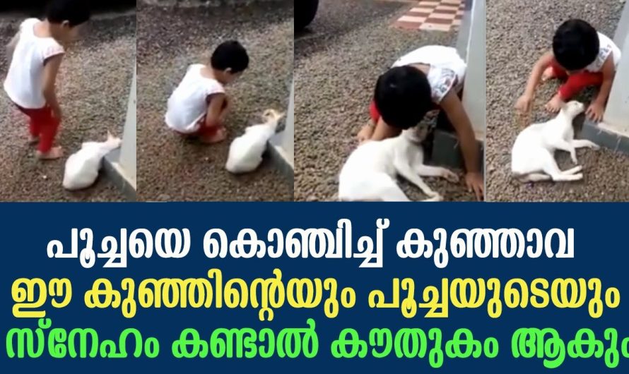 ഈ കുഞ്ഞിന്റെയും പൂച്ചയുടെയും സ്നേഹം കണ്ടോ !!!! പൂച്ചയെ കൊഞ്ചിച്ച് കുഞ്ഞാവ വീഡിയോ സോഷ്യൽ മീഡിയയിൽ വൈറൽ ആകുന്നു