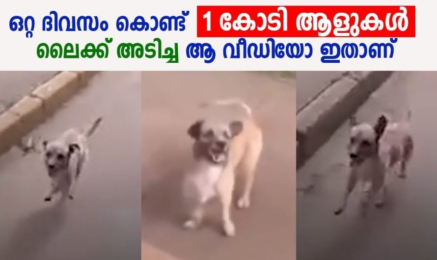 1 കോടി ആളുകൾ ലൈക്ക് അടിച്ച ആ വീഡിയോ ഇതാണ് ഒറ്റ ദിവസം കൊണ്ട് ആണ് എന്ന് ഓർക്കണം