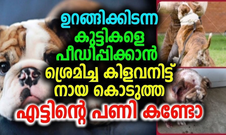 നായ കുട്ടികളെ പീ.ഡി.പ്പി.ക്കാൻ ശ്രമിച്ചവനെ കൊടുത്ത എട്ടിന്റെ പണി കണ്ടോ !!!!!