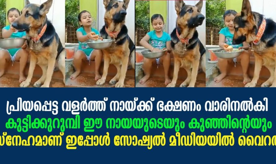 സ്നേഹം കണ്ടോ കുഞ്ഞിന്റെയും ഈ നായയുടെയും !!!  ഭക്ഷണം വളർത്ത് നായ്ക്ക് വാരിനൽകി കുട്ടിക്കുറുമ്പി