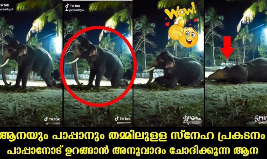 സ്നേഹ പ്രകടനം ആനയും പാപ്പാനും തമ്മിലുള്ള  കണ്ടോ ഉറങ്ങട്ടെ എന്ന് ആന..ഉറങ്ങിക്കോ എന്ന് പാപ്പാൻ ..