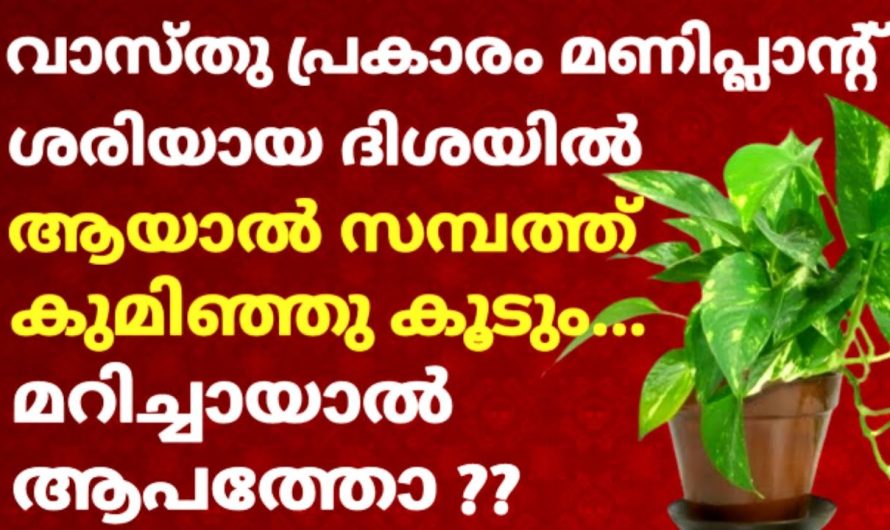 ശരിയായ ദിശയിൽ വളർത്തിയാൽ… മണി പ്ലാന്റ് സമ്പത്ത് നേടിത്തരും