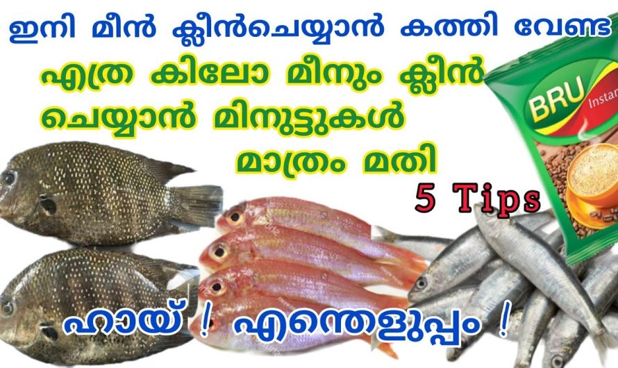 എത്ര കിലോ മീനും കത്തിയിലാതെ ക്ലീൻ ചെയ്യാൻ ഇനി മിനിറ്റുകൾ മതി